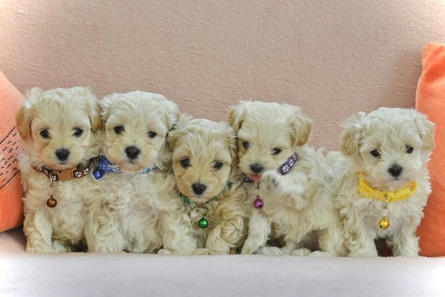 Image 8 of Beautiful F1 Toy Maltipoo Puppies (1 Left)