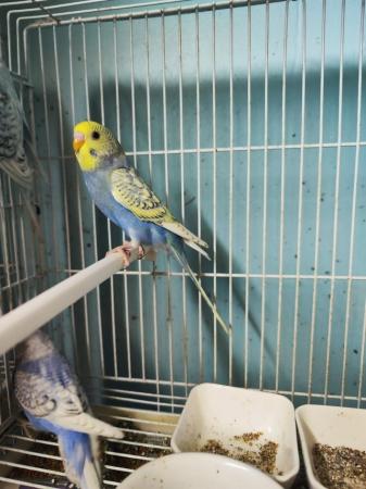 Image 1 of baby budgies for sale, very friendly.