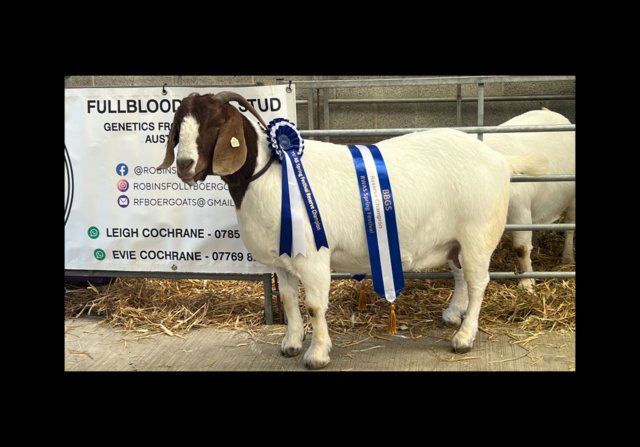 Image 4 of Full Blood Boer Goats for sale