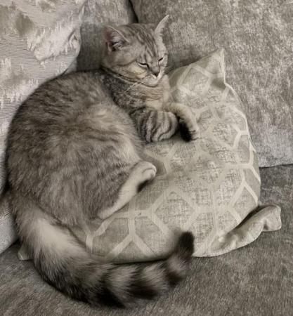 Image 4 of Male BSH Silver spotted tabby
