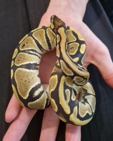 Image 4 of Female ball python for new home