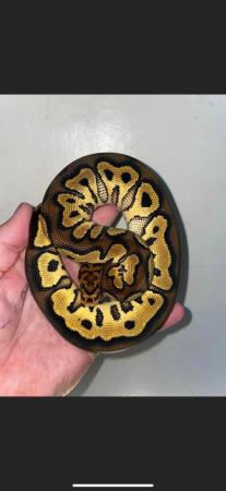 Image 4 of 18 Month old Volcano clown Royal python