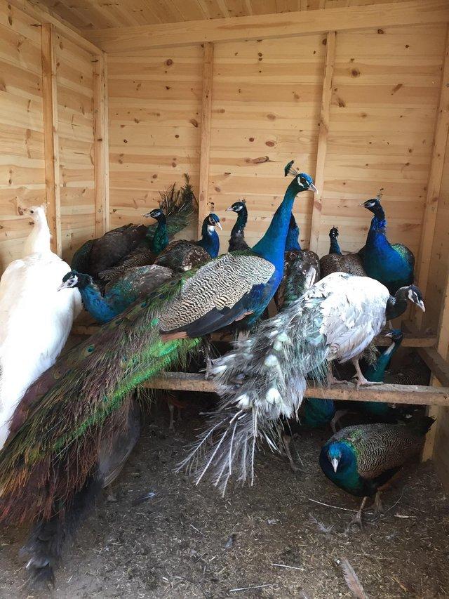 Preview of the first image of Peafowl, peacocks and peahens.
