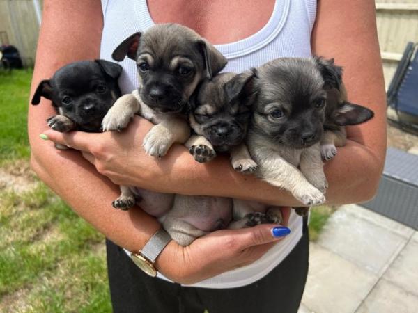 Image 5 of Chihuahua Puppies for Sale