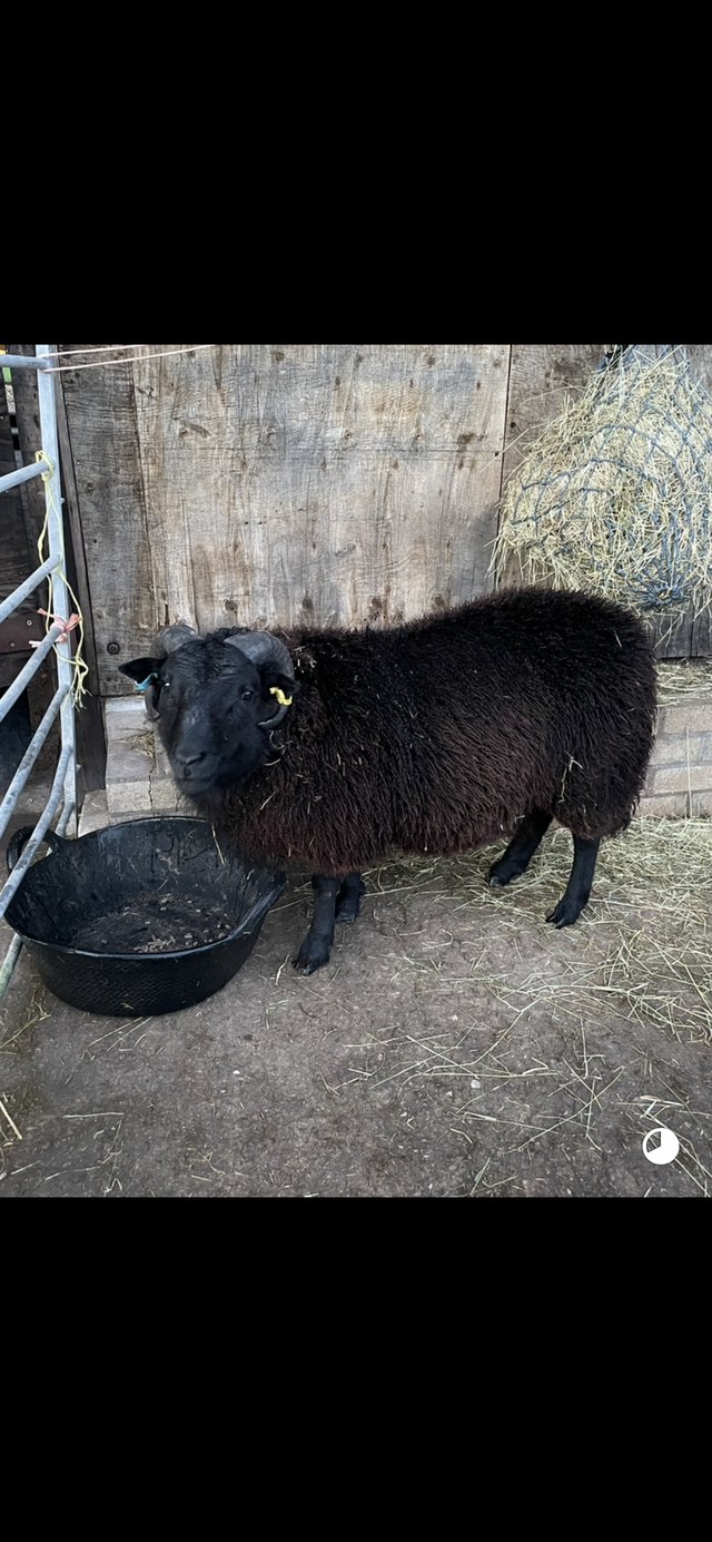 Preview of the first image of Black Welsh Mountain Ram.