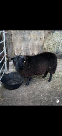 Image 1 of Black Welsh Mountain Ram