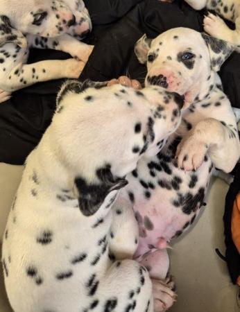Image 16 of Kc registered dalmatian puppies