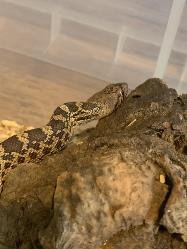 Preview of the first image of Baby Bullsnake for sale £20.