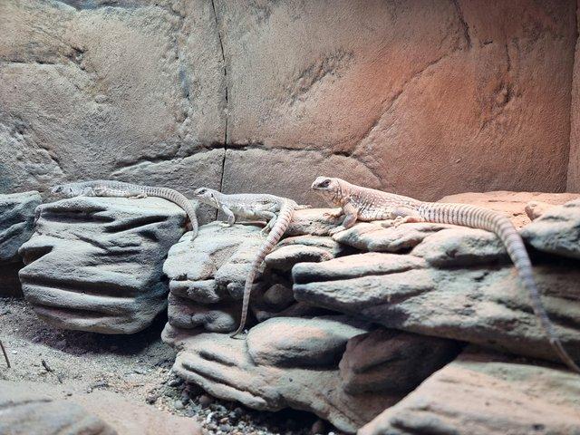 Preview of the first image of Desert iguanas - dipsosaurus dorsalis.