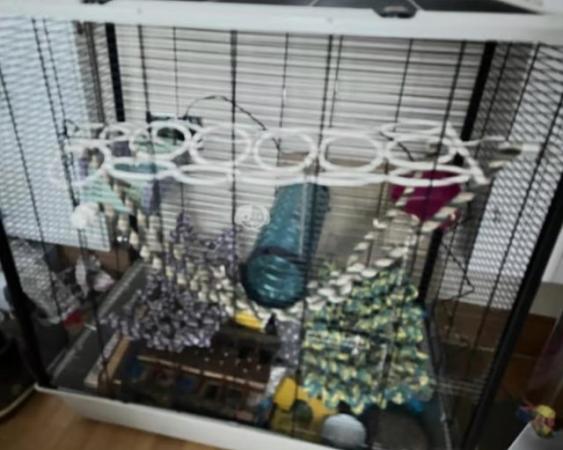 Image 4 of 3 tier xxx rat cage!! need gone asap will take offers
