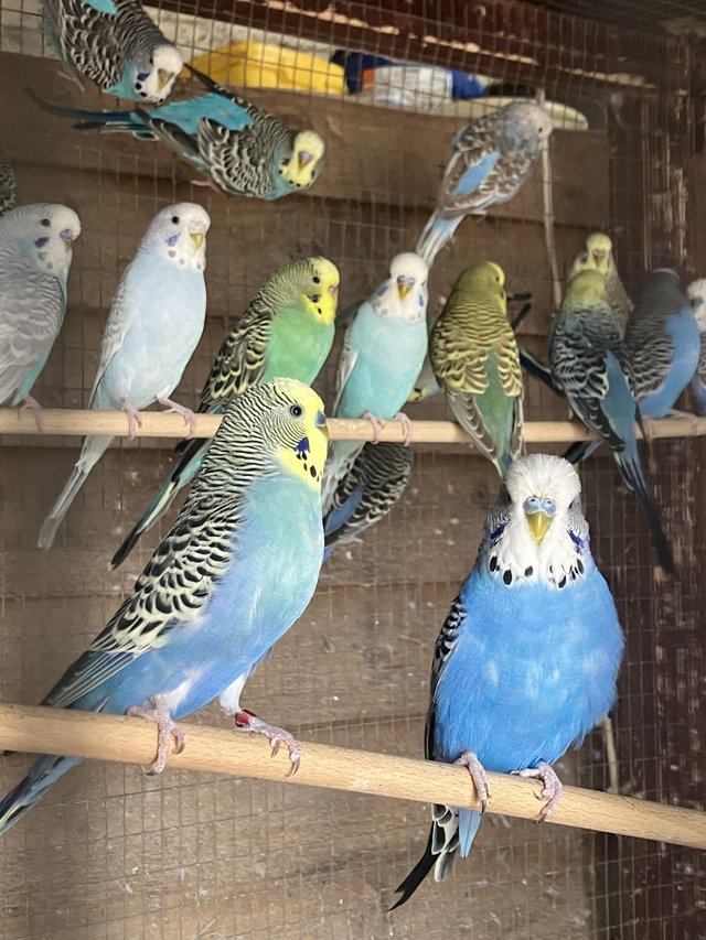 Preview of the first image of 25 Budgies various colours for sale.