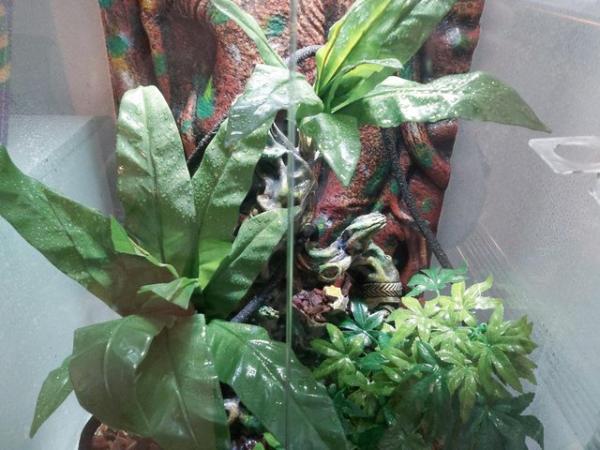 Image 4 of Crested gecko with full setup 150 ono