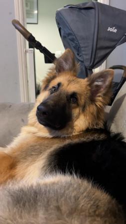 Image 2 of 10month old German shepherd for rehoming