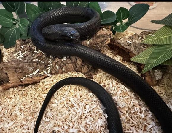 Image 2 of Mexican black kingsnake pair cb22 and cb23
