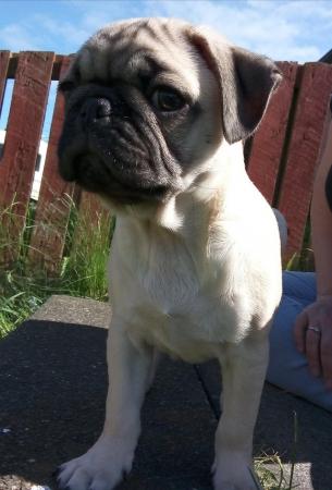 Image 17 of * Last fawn boy available£700 beautiful pug puppy*
