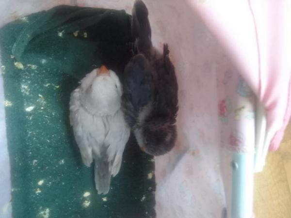 Image 7 of DNA tested baby Quaker parrots looking for loving homes