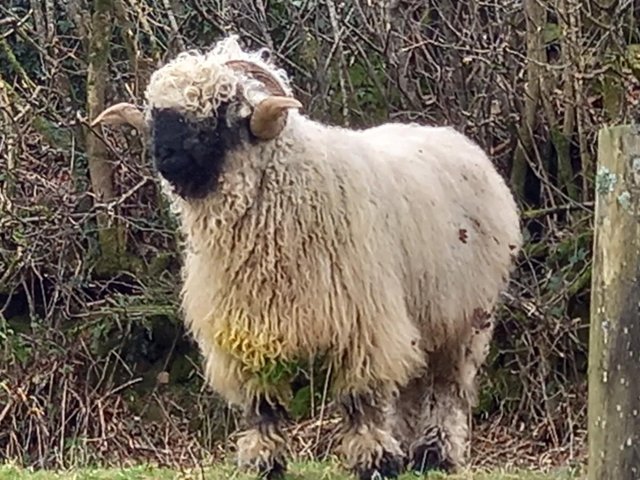 Preview of the first image of Valais pure breed  proven ram. Well marked.