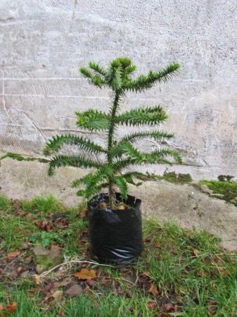 Image 2 of Monkey Puzzle Trees, selection, 9+ years old, pot grown.