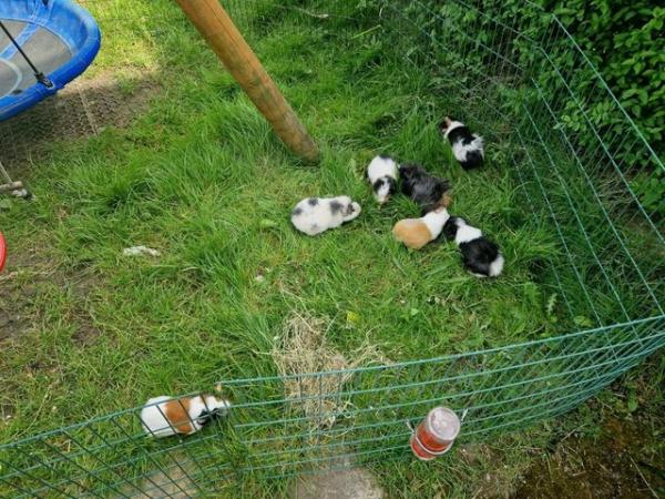 Image 5 of Guinea pigs for adoption