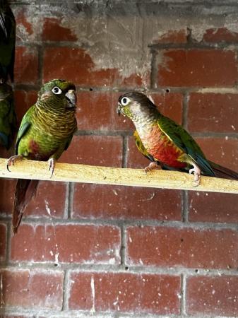 Image 2 of DNA tested conures for sale