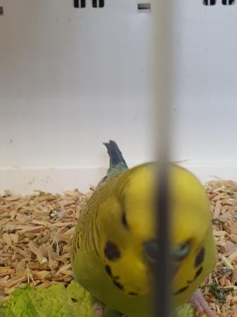 Image 7 of I have 4 pair of breeding Budgies.  Good healthy birds