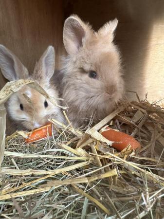 Image 3 of 2 female rabbits 1 year old