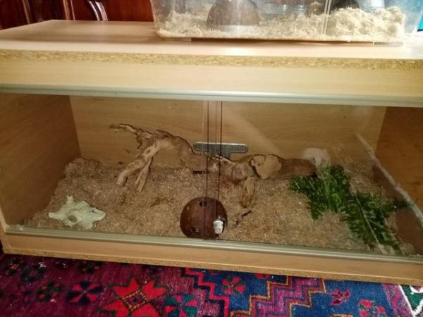 Image 2 of Corn snake available with vivarium and accessories