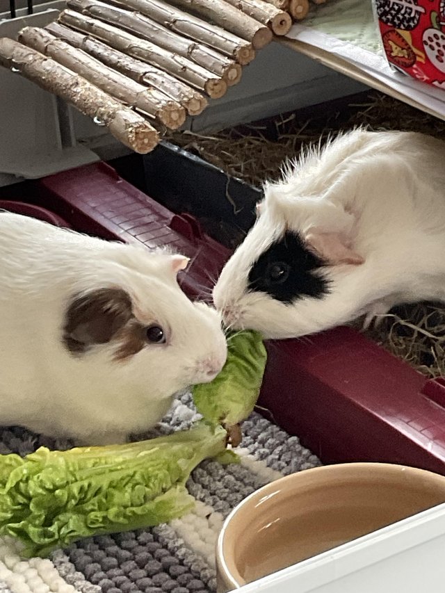 Preview of the first image of 2 adorable female guinea pigs for sale.