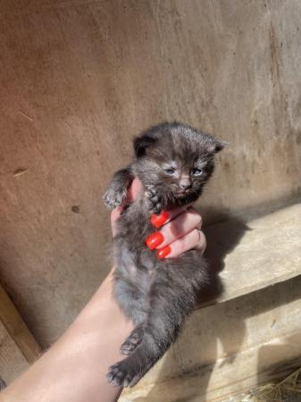 Image 4 of black kitten for sale £60 1 left
