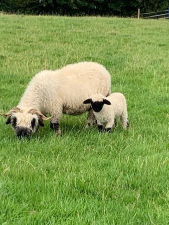 Image 2 of FLOCK REDUCTION Valais females available various ages