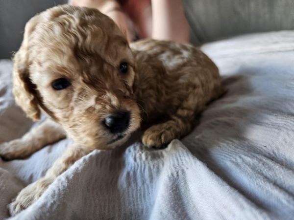 Image 9 of Cockapoo puppies for sale blonde and red
