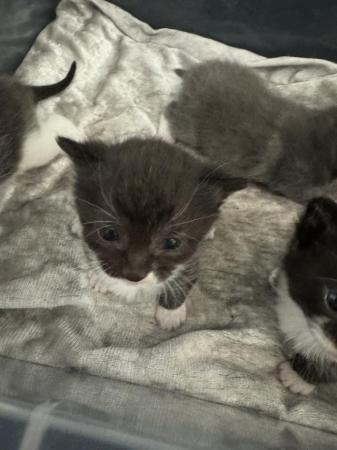 Image 7 of 10 weeks old kittens looking for a forever home