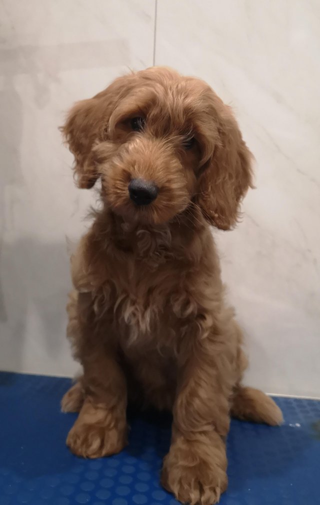 Preview of the first image of LOVELY F1b Cockapoo PUPPY Fully vaccinated.