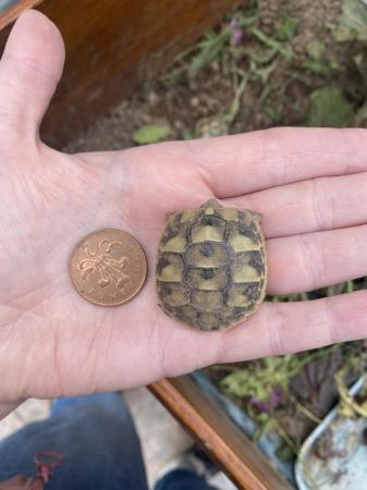 Image 4 of Hermann tortoise 2024 hatchlings for sale