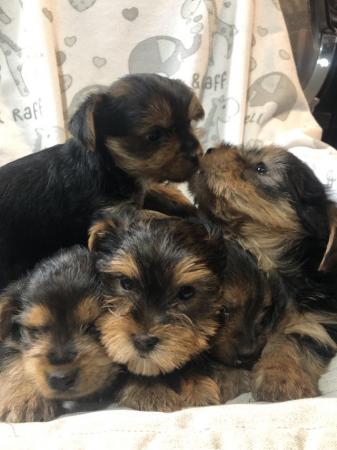 Image 6 of Yorkshire terrier puppies