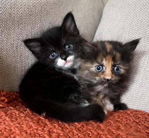 Image 7 of Gorgeous Black and white Kitten