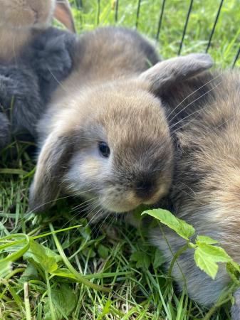 Image 6 of Mini lop baby rabbits **ready now**