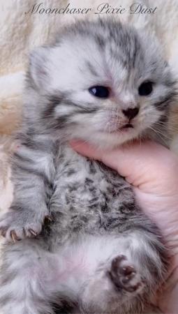 Image 1 of Gorgeous Silver Spotty Tabby British Shorthairs Registered