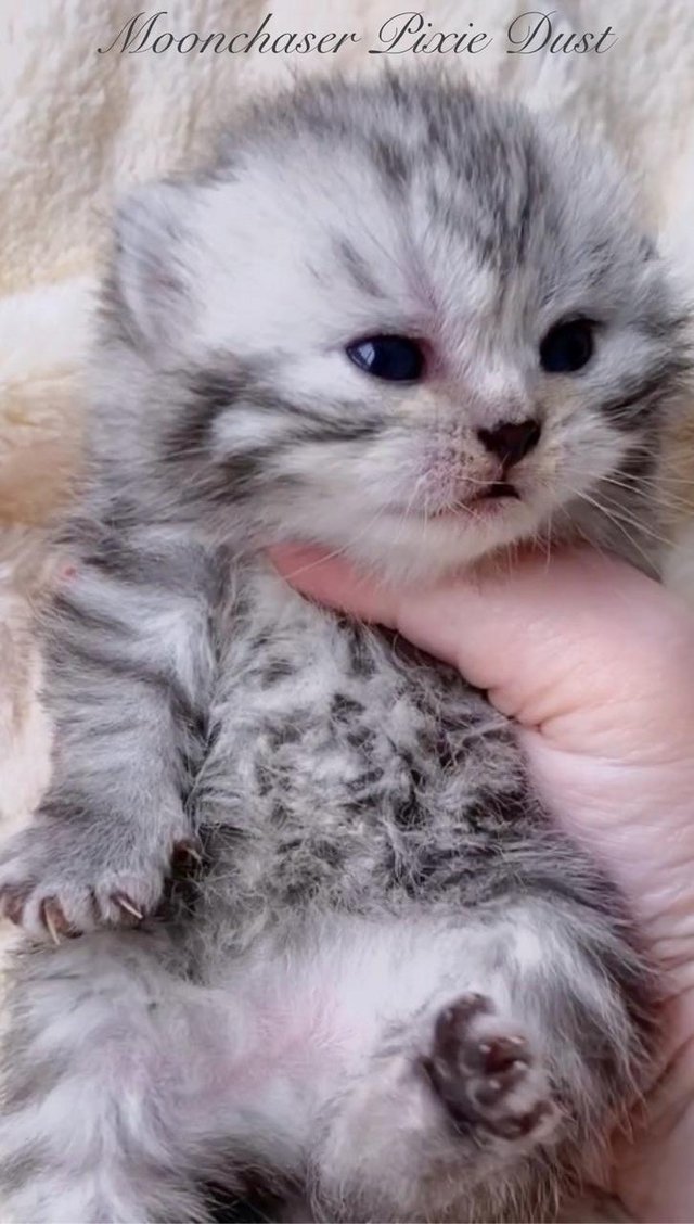 Preview of the first image of Gorgeous Silver Spotty Tabby British Shorthairs Registered.