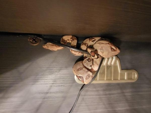 Image 5 of Female Boa constrictor for sale
