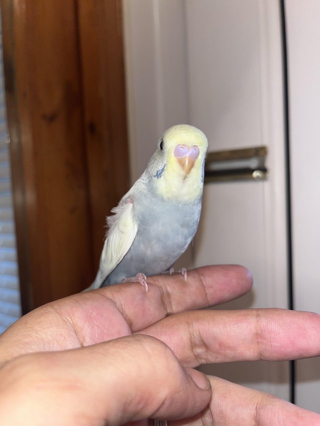Preview of the first image of Hand reared baby budgies - More available soon.