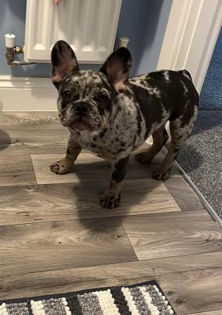 Image 6 of 5 month old male frenchie
