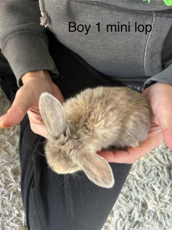 Image 2 of Gorgeous min lop baby rabbit