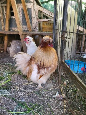 Image 3 of 1 year old silkie rooster