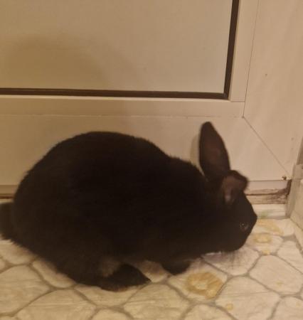 Image 3 of Black adorable female Rabbit
