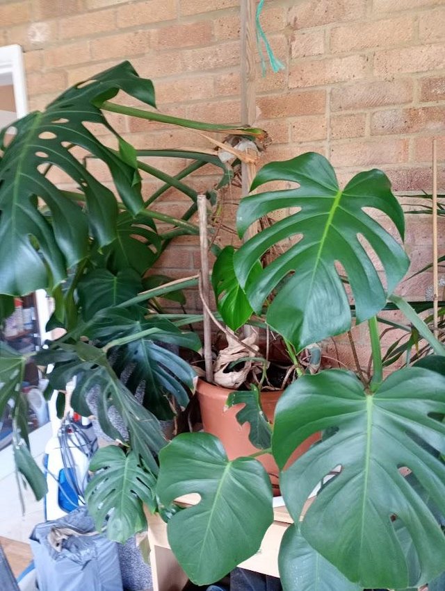 Preview of the first image of Large cheesplant(Monstera)    Free.