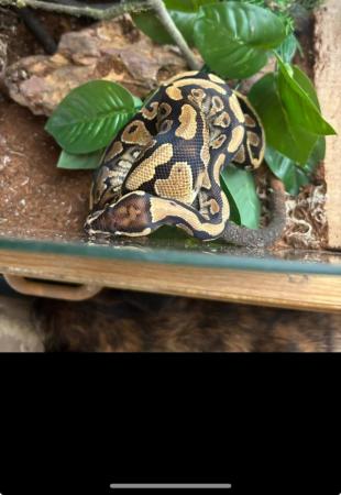 Image 5 of Young royal python for sale