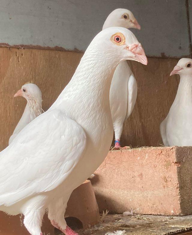Preview of the first image of Pure white racing pigeons for sale.