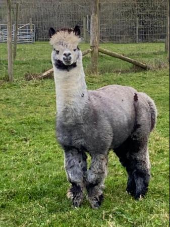 Image 3 of Grey Alpaca male for sale ready now EARL GREY
