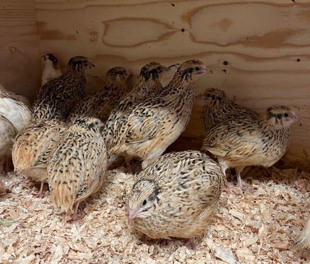 Preview of the first image of Coturnix quail golden and pied.